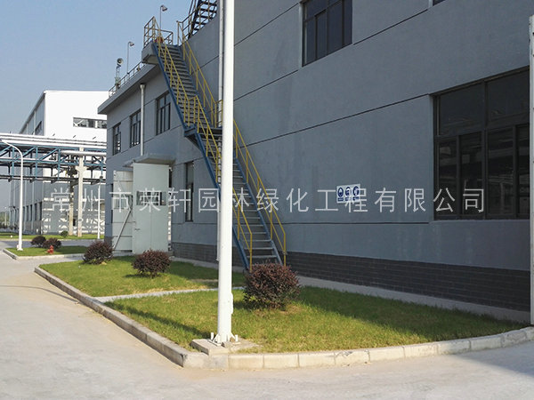 籽播種植的草坪